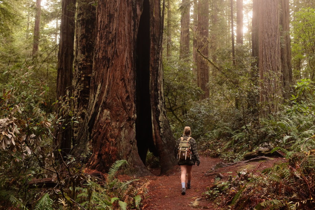 girl exploring redwoods - visit by van